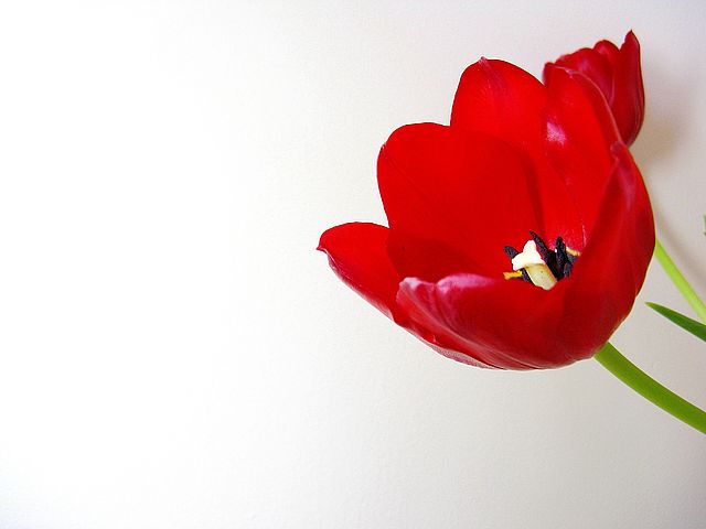 Rote Tulpe