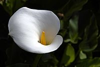 Weiße Blume